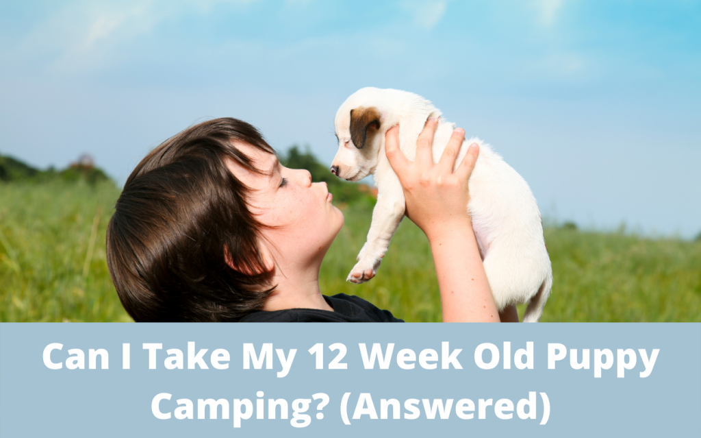 Can I Take My 12 Week Old Puppy Camping? (Answered)